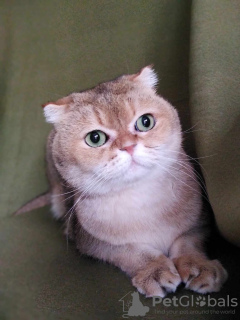 Zusätzliche Fotos: Scottish Fold Katze Basik sucht ein Zuhause!