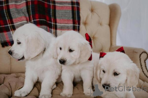 Foto №1. golden retriever - zum Verkauf in der Stadt München | verhandelt | Ankündigung № 170194