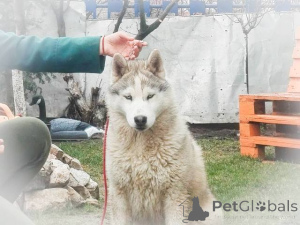 Foto №2 zu Ankündigung № 135969 zu verkaufen siberian husky - einkaufen Serbien 