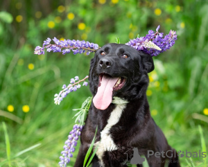 Foto №4. Ich werde verkaufen mischlingshund in der Stadt Москва. quotient 	ankündigung - preis - Frei