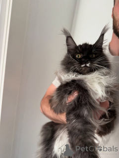 Foto №1. maine-coon-katze - zum Verkauf in der Stadt Alesund | verhandelt | Ankündigung № 155397