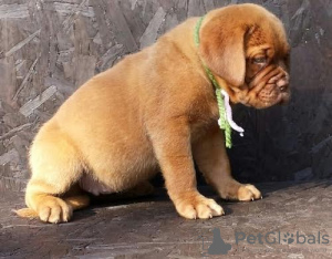 Foto №2 zu Ankündigung № 103483 zu verkaufen dogue de bordeaux - einkaufen Deutschland 