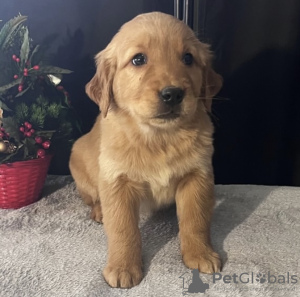 Foto №2 zu Ankündigung № 105249 zu verkaufen golden retriever - einkaufen USA quotient 	ankündigung, züchter