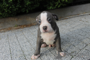 Foto №4. Ich werde verkaufen american bully in der Stadt Poznan. quotient 	ankündigung, züchter - preis - verhandelt