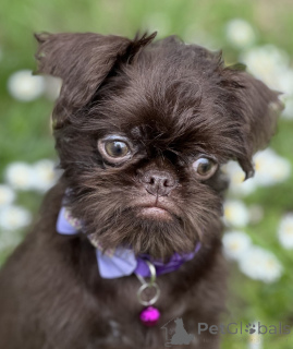 Foto №1. otterhund - zum Verkauf in der Stadt Belgrad | verhandelt | Ankündigung № 139129