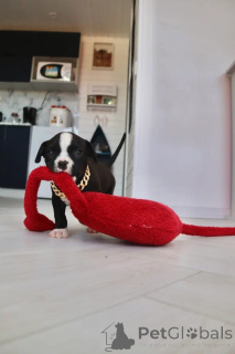 Foto №2 zu Ankündigung № 147532 zu verkaufen american bully - einkaufen Russische Föderation vom kindergarten
