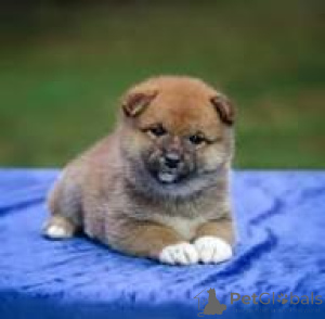 Foto №3. Preciosos cachorros Shiba Inu en venta. Spanien