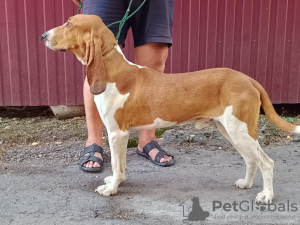 Foto №4. Ich werde verkaufen schweizer laufhund in der Stadt Khmelnitsky. quotient 	ankündigung - preis - 1500€