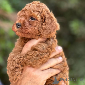 Foto №4. Ich werde verkaufen pudel (toy) in der Stadt Helsinki. quotient 	ankündigung, aus dem tierheim - preis - 500€