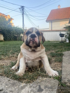 Foto №3. Englische Bulldogge. Serbien