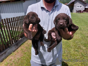 Foto №3. Labrador Retriever, schokoladenbrauner Wurf. Serbien