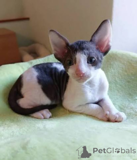 Foto №3. Gut sozialisierte Cornish-Rex-Kätzchen erhältlich. Lettland