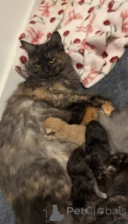 Foto №1. maine-coon-katze - zum Verkauf in der Stadt Gann. Munden | 900€ | Ankündigung № 160427