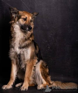 Foto №2 zu Ankündigung № 8602 zu verkaufen mischlingshund - einkaufen Russische Föderation quotient 	ankündigung