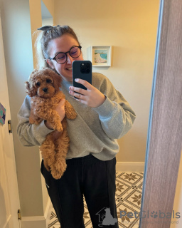 Foto №2 zu Ankündigung № 131703 zu verkaufen pudel (royal) - einkaufen Australien quotient 	ankündigung