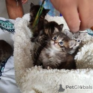 Foto №1. maine-coon-katze - zum Verkauf in der Stadt Frankenberg | 350€ | Ankündigung № 172315