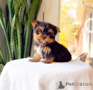 Foto №1. yorkshire terrier - zum Verkauf in der Stadt tschechisch | verhandelt | Ankündigung № 172893