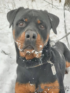 Foto №3. Rottweiler Kiprey ist bereit für Ihr Angebot für einen dauerhaften Aufenthalt!. Russische Föderation