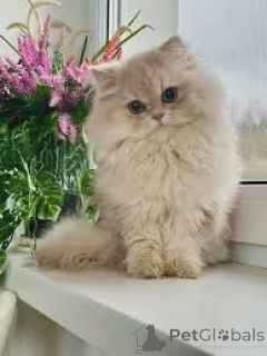 Foto №3. Chatons Britisch Langhaar auf Anfrage erhältlich.. Belgien