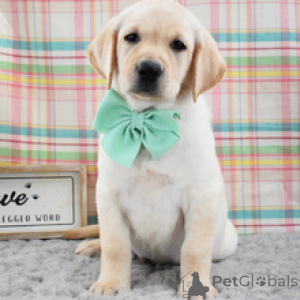 Foto №3. Ainsley, weiblicher gelber Labrador-Retriever-Welpe, 9 Wochen alt. Deutschland