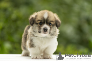 Foto №3. Waliser Corgi Pembroke. Ukraine