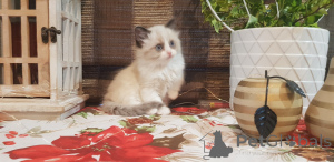 Foto №2 zu Ankündigung № 144558 zu verkaufen ragdoll-katze - einkaufen Deutschland züchter