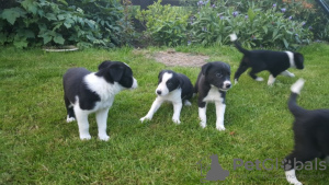 Foto №3. Entzückender Border-Collie verfügbar. Großbritannien