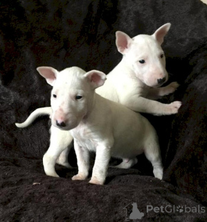 Foto №1. bullterrier - zum Verkauf in der Stadt Lüttich | verhandelt | Ankündigung № 170817