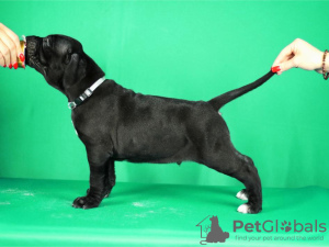 Zusätzliche Fotos: Cane Corso Welpen zu verkaufen