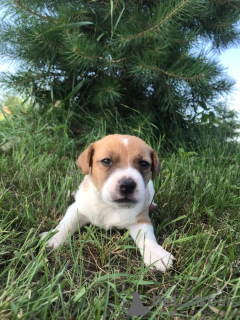 Zusätzliche Fotos: Jack Russell Terrier Welpen zu verkaufen