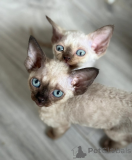 Foto №1. devon rex - zum Verkauf in der Stadt Oulu | 372€ | Ankündigung № 140888