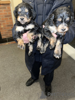 Foto №2 zu Ankündigung № 90329 zu verkaufen biewer terrier, cavalier king charles spaniel - einkaufen Deutschland quotient 	ankündigung