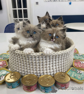 Foto №2 zu Ankündigung № 154915 zu verkaufen ragdoll-katze - einkaufen Schweiz züchter