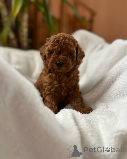 Foto №2 zu Ankündigung № 155839 zu verkaufen pudel (toy) - einkaufen Deutschland züchter