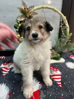 Foto №1. mischlingshund - zum Verkauf in der Stadt Mineralgewässer | Frei | Ankündigung № 161709