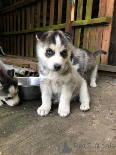 Foto №2 zu Ankündigung № 115604 zu verkaufen siberian husky - einkaufen Niederlande quotient 	ankündigung, züchter