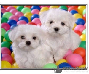 Foto №1. malteser - zum Verkauf in der Stadt Hennigsdorf | 350€ | Ankündigung № 147609