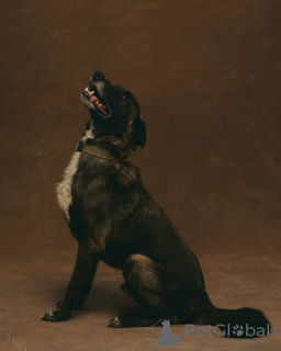 Foto №1. mischlingshund - zum Verkauf in der Stadt Москва | Frei | Ankündigung № 90682