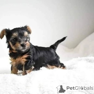 Foto №1. yorkshire terrier - zum Verkauf in der Stadt Budva | 550€ | Ankündigung № 163039