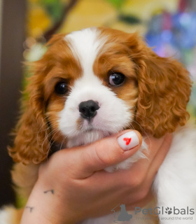 Foto №3. Süßes Mädchen Cavalier King Charles Spaniel Amelie. Deutschland