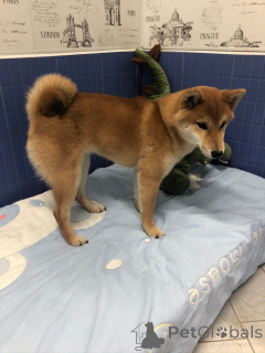 Foto №2. Hotel für Tiere in Russische Föderation. Price - 16€. Ankündigung № 135193