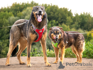 Foto №3. Wir suchen ein Haus für zwei untrennbare Herzen von Connor und Lisa. Russische Föderation