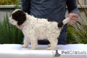 Foto №4. Ich werde verkaufen lagotto romagnolo in der Stadt Jagodina.  - preis - 500€