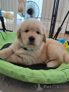Foto №1. golden retriever - zum Verkauf in der Stadt Bremerhaven | verhandelt | Ankündigung № 174965