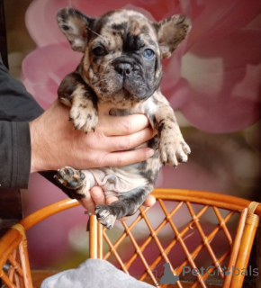 Zusätzliche Fotos: Süße französische Bulldoggenwelpen.