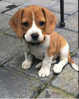 Foto №2 zu Ankündigung № 161167 zu verkaufen  - einkaufen USA 