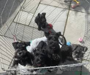 Foto №1. schnauzer - zum Verkauf in der Stadt Amsterdam | 700€ | Ankündigung № 160797