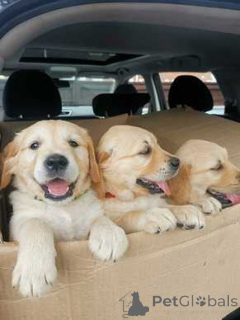 Foto №1. golden retriever - zum Verkauf in der Stadt Barsel | 484€ | Ankündigung № 174487