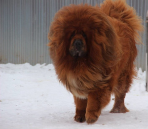 Zusätzliche Fotos: Tibetischer Mastiff. Welpen