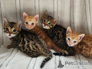Foto №3. Bengalkatzen für ein liebevolles, soziales und gut erzogenes Zuhause. Deutschland